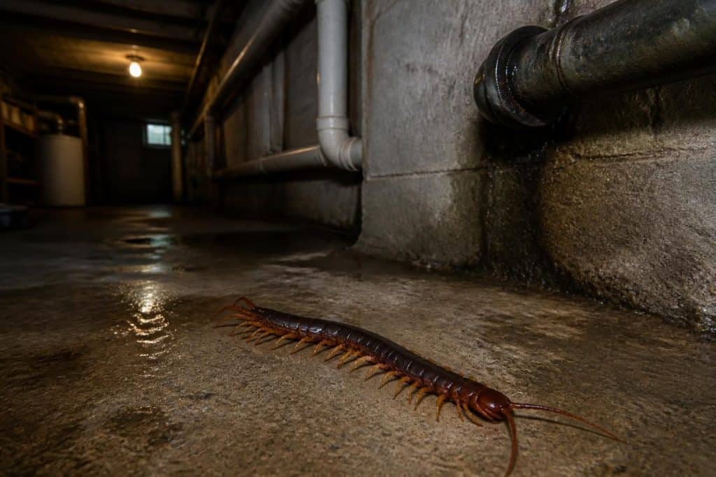 découvrez comment identifier le mille-pattes de cave, comprenez les risques associés et apprenez des méthodes efficaces pour prévenir leur présence dans votre maison.