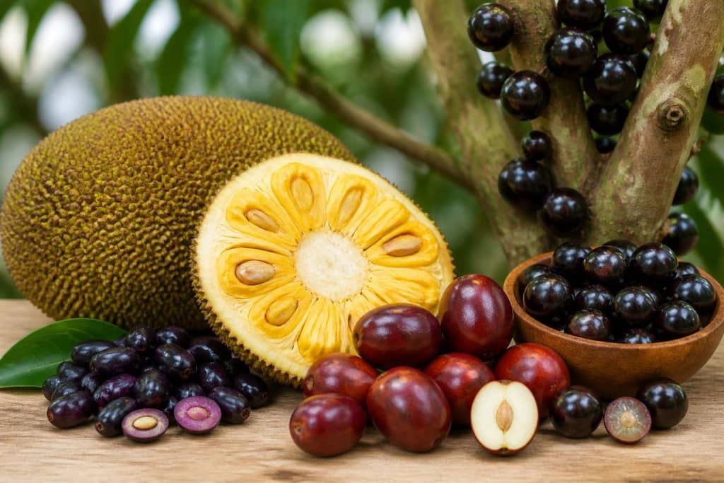 découvrez notre liste complète des fruits rares commençant par la lettre j, avec leurs caractéristiques uniques et bienfaits pour la santé.